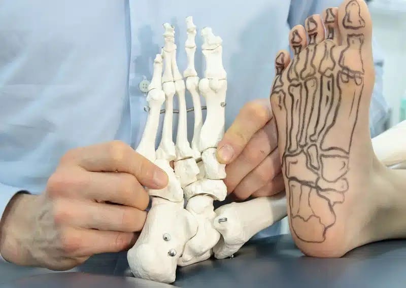 Model szkieletu stopy z zaznaczonymi ścięgnami — anatomia Achillesa